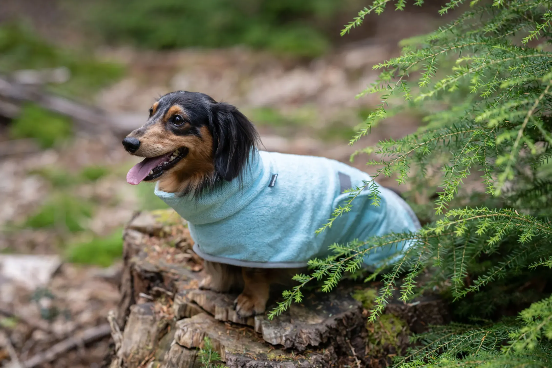Icepeak Pet Splash bathrobe