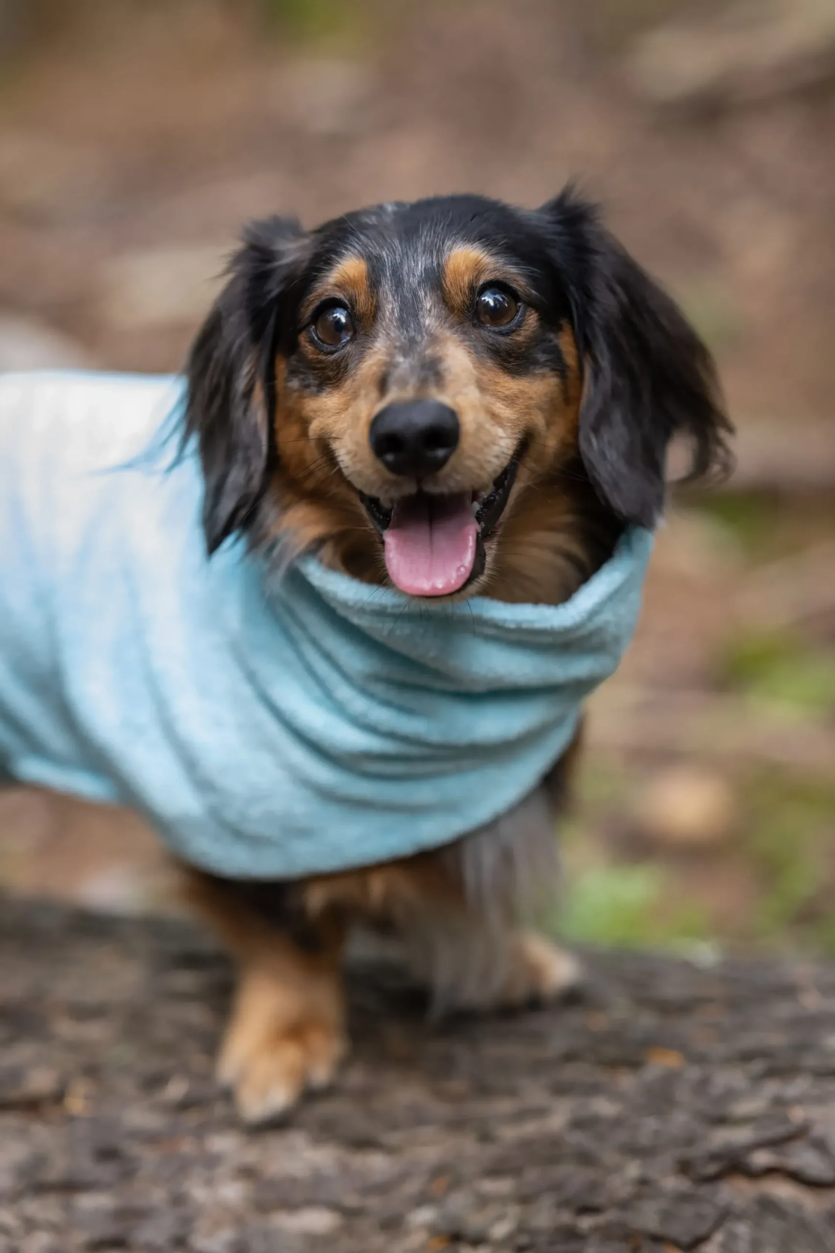 Icepeak Pet Splash bathrobe