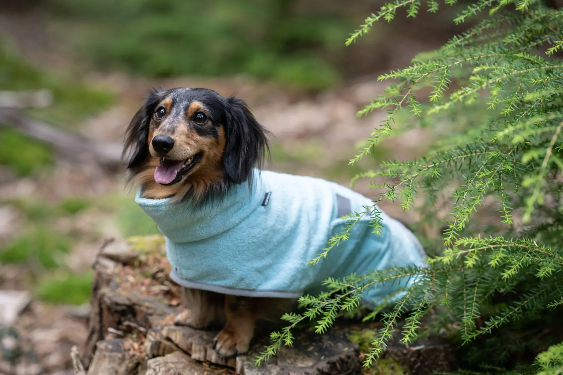 Icepeak Pet Splash bathrobe